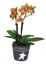 Piccola orchidea