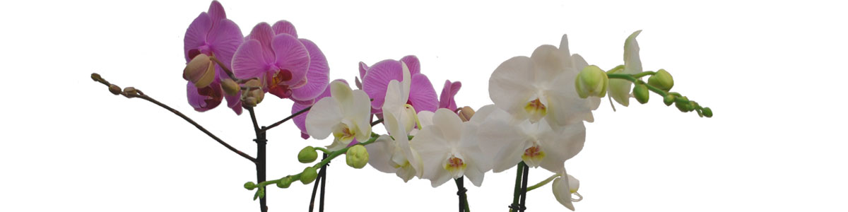 Orchidee, manutenzione e cura